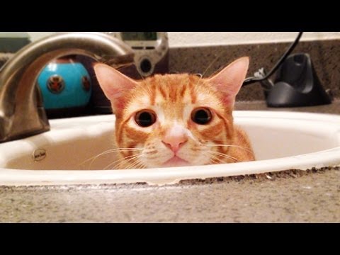 A Cat's Guide to Bathrooms