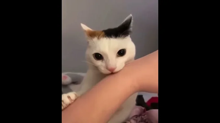 Cat has existential crisis #shorts