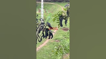 Cây Bồ kết siêu trái | cũng cấp cây giống Bồ kết ghép|#câybồkết #quảbồkết #dầugộibồkết