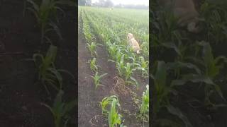 Nam Holaa Nodun Barrii