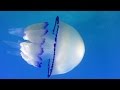 Jellyfish / Meduza Rhizostoma pulmo