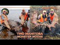 Northern manitoba giant rutting moose  canada in the rough