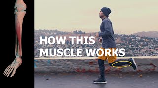 What do the Shin Muscles do as you Run?