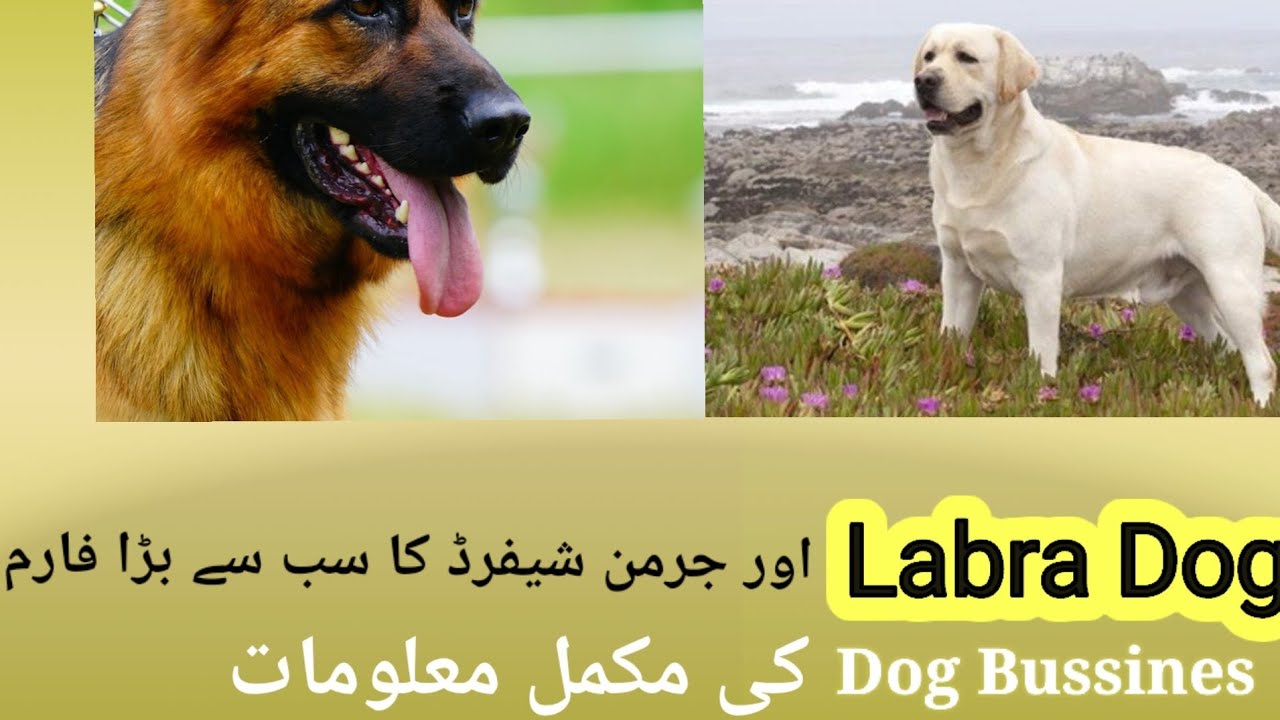Labra Dog Ka Price In India