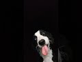 chimtu mawa bro... 😄😜#funnyshorts #ytshorts #dog #doglover
