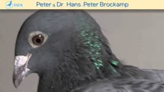 PIPA - Brockamp Auction - Hannah