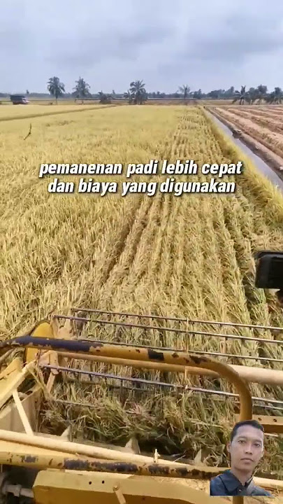 panen padi cepat #foryou #farming #pertanian #amazing #viral #fyp #padi #pertanianmodern #cerdas