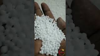 Sago Making Process: কীভাবে তৈরি হয় সাবুদানা?
