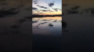 Topwater Action April, 11 2017 [Part 4] - Haddrell's Point Tackle
