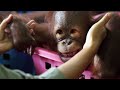 How This School Prepares Orphan Orangutans for the Wild