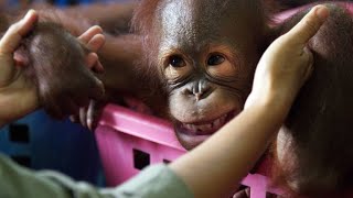 How This School Prepares Orphan Orangutans for the Wild