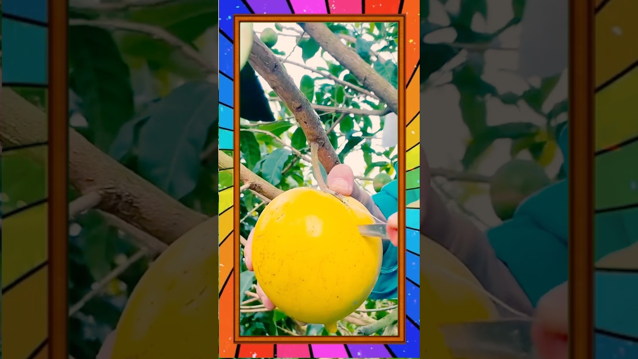 Fruits cutting hacks form trees |These fruits are longer wasted 👍 