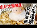 【緊急事態！】ハムスターの家の中に虫の大量発生！！！【ちょっとだけ🐜閲覧注意】