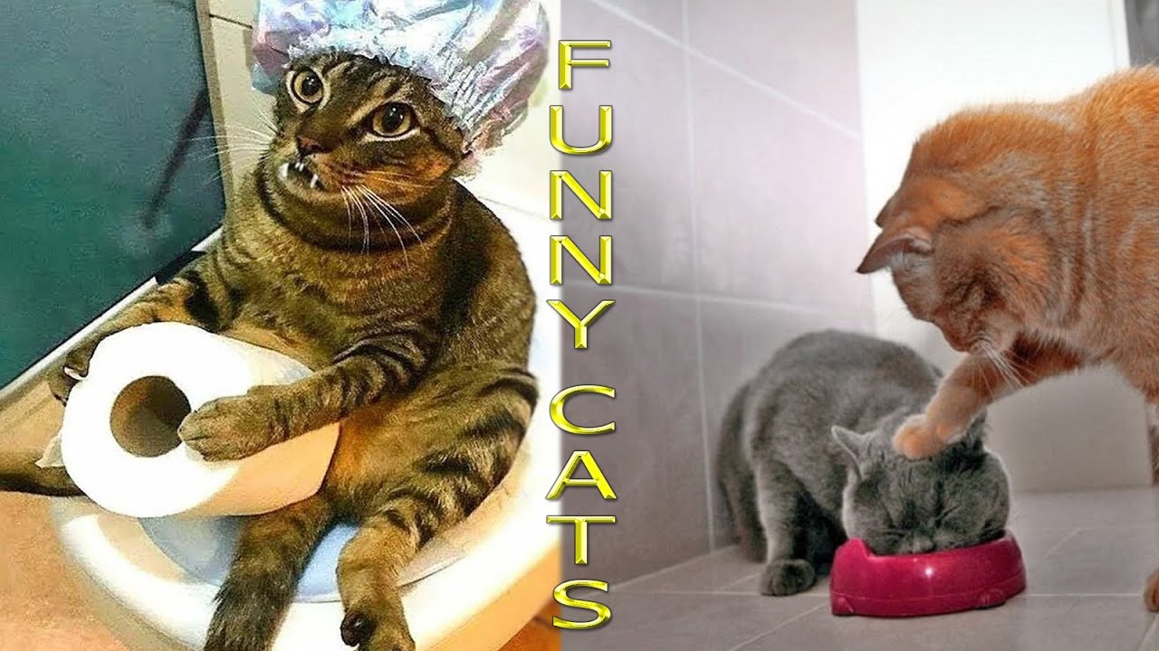New funny cats video compilation 160 - YouTube