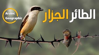 الصرد عصفور لكنه جزار | الحيوانات والحياة البرية