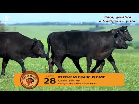 LOTE 28 - 3 FÊMEAS BRANGUS BASE