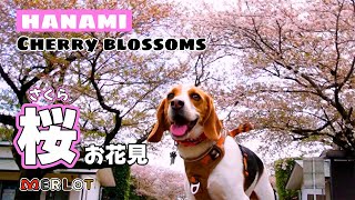 To the park in search for Cherry blossoms桜を見に超巨大公園「四季の森」へ行ってみた【花見】