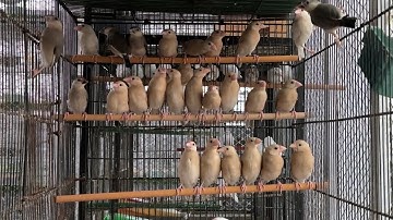 Java Sparrows A Guide to Mutations and Breeding