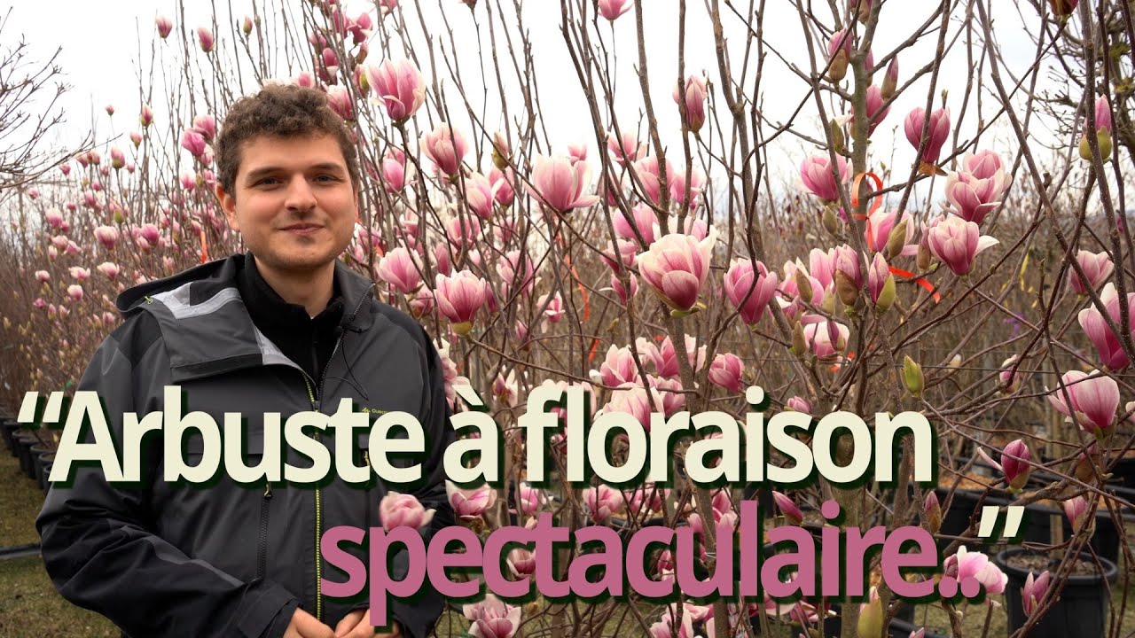 Magnolia à fleurs - Présentation de variétés, plantation, taille et entretien