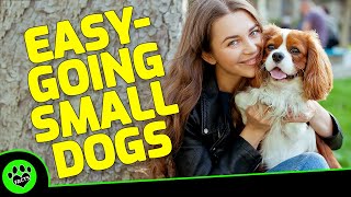 Top 7 Easy Going Small Dog Breeds: Perfect Calm Companions  Dogs 101