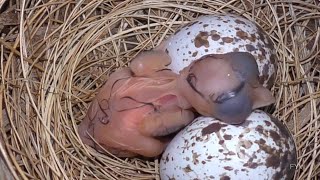 Baby Cardinals FYV