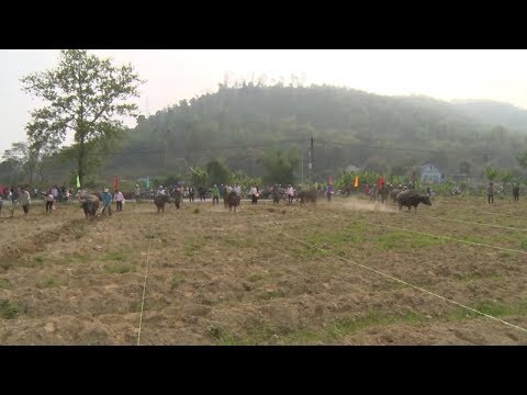 Video Người Giáy Lào Cai thi cày ruộng đầu xuân - youtube