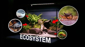 🦀 BEGINNER’S GUIDE TO SETTING UP A VAMPIRE CRAB PALUDARIUM