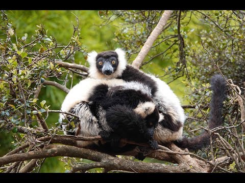 Lemur's Park, Antananarivo, Madagascar