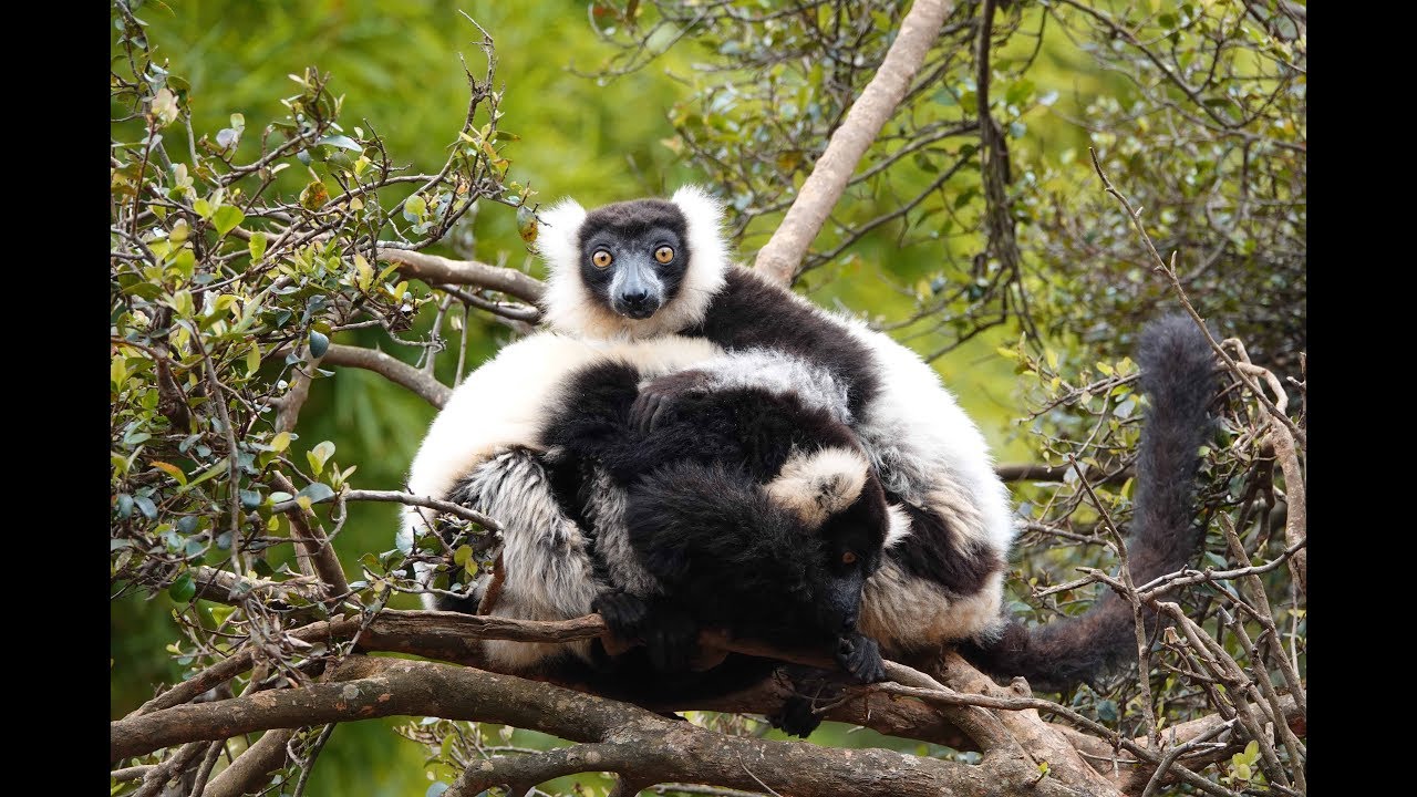 Lemur's Park, Antananarivo, Madagascar - YouTube