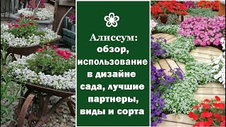 ❀ Алиссум: обзор, использование в дизайне сада, лучшие партнеры, виды и сорта