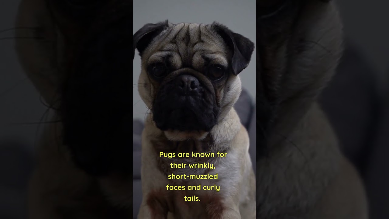 Fun Facts About Pugs From Ancient China to Modern Companions