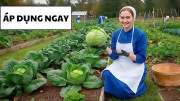 Người Amish ở Mỹ trồng rau củ khổng lồ như thế nào mà không cần dùng hóa chất