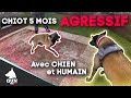 MALINOIS - CHIOT 5 MOIS S'ATTAQUE A TOUTE APPROCHE - CHIEN & HUMAIN