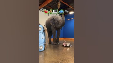 The Ultimate Robotic Mouse: Unleashing Unmatched Power and Precision