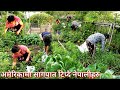 नेपालीहरु अमेरिकामा हरियो सागपात टन्नै फलाउदै/Nepalese People Growing Green Vegetables in America