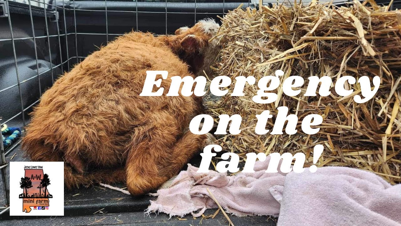 Emergency on the farm!