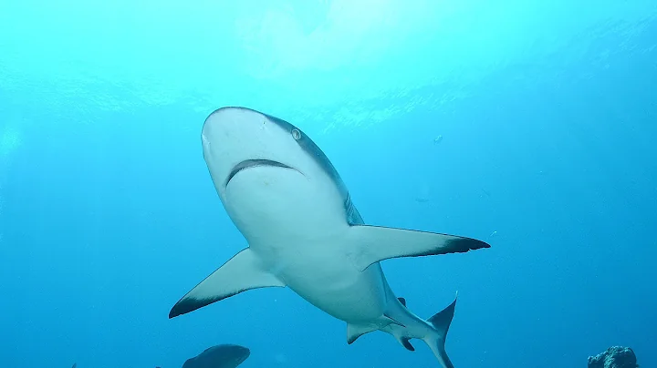 Diving Yap by Ralph Wills