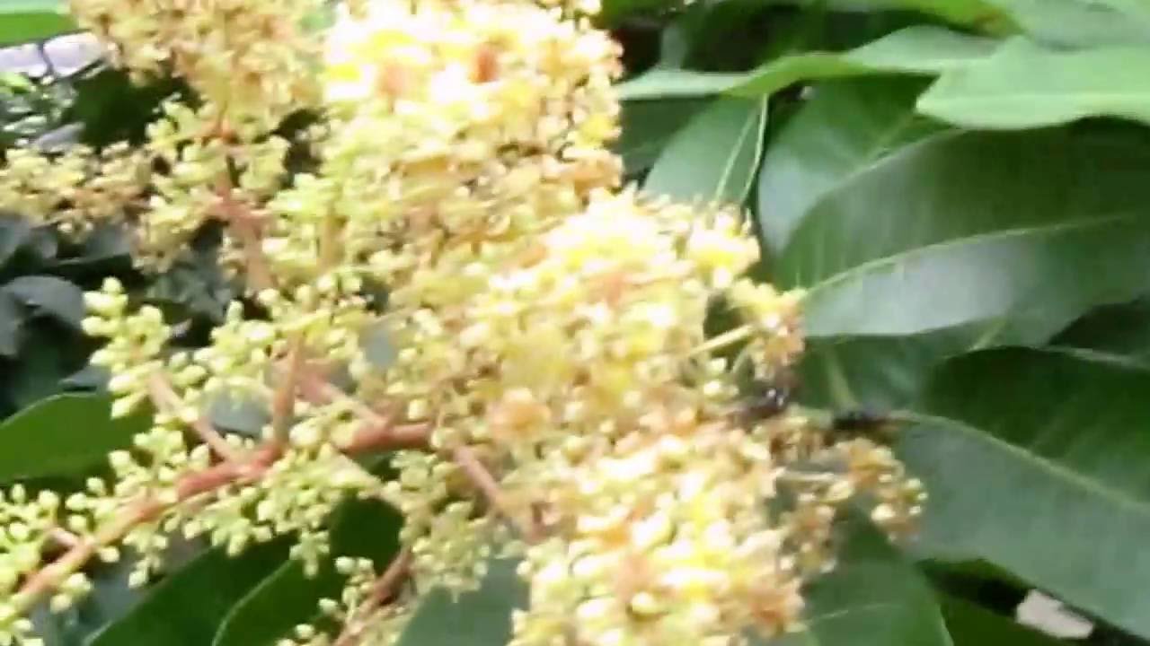 Penyebab Pohon Mangga Tidak Berbuah Youtube Watch V Aull4fjnkqu