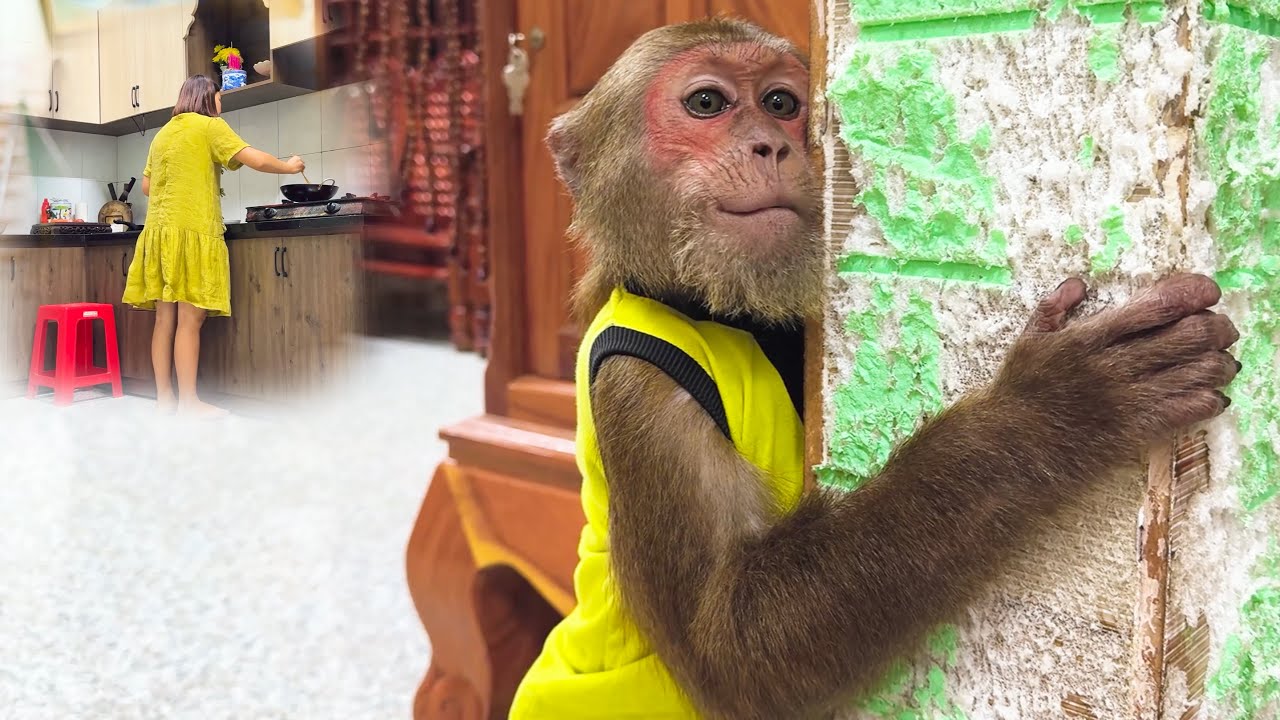 Wait… WHAT!CUTIS’ Hidden Plan Makes Everyone Laugh