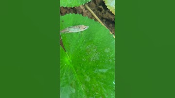 Quá trình phát triển của Cá 7 trầu ruộng