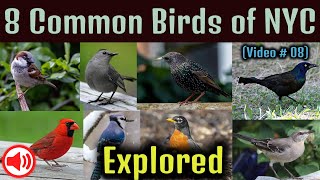 New York common bird species, NYC backyard birds #animals