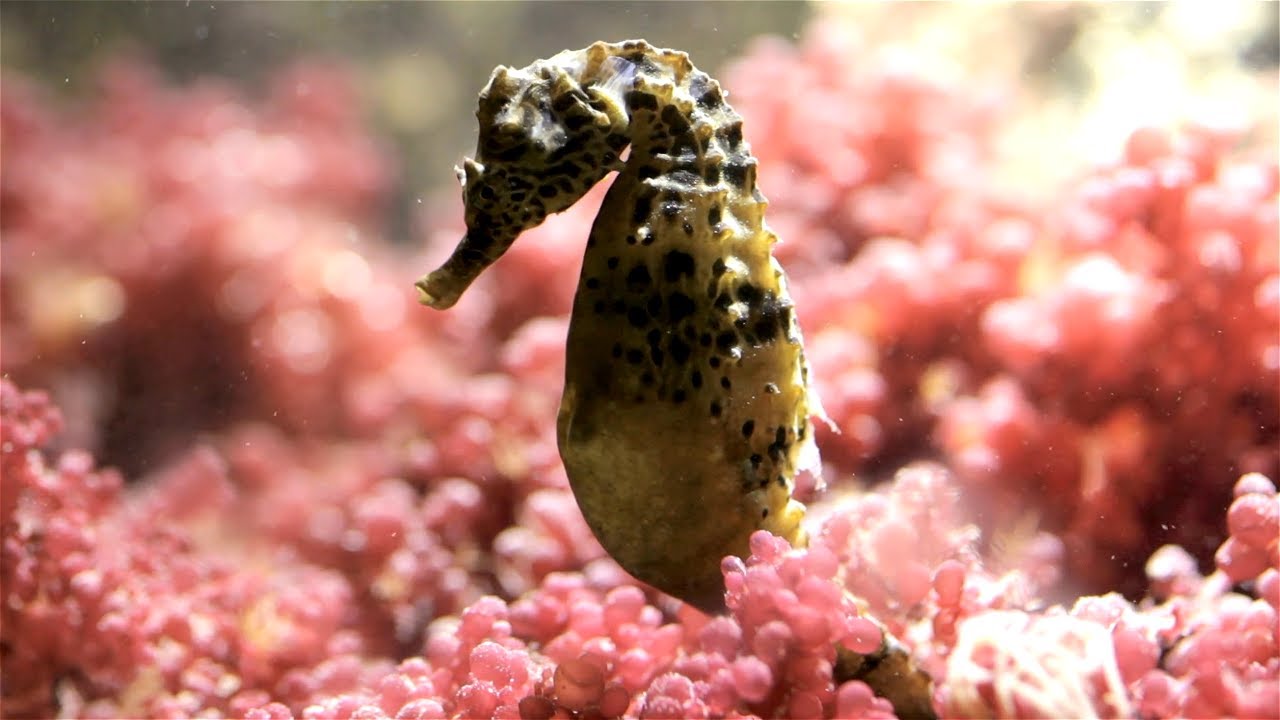 From Camouflage to Monogamy 5 Amazing Seahorse Facts YouTube