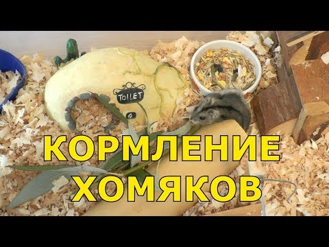 Кормление хомяков - что можно давать хомякам