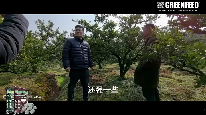 湖北宜昌市夷陵区柑橘大力丸效果回访 20240110 Greenfeed Performance on Citrus in Hubei_20240110 - 天天要闻