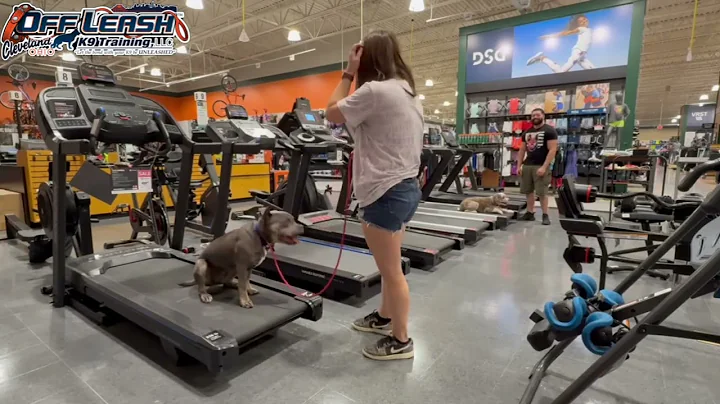 Tahini | 6 Month Old Pittie Mix | Best Dog Trainer Cleveland, OH | Confidence Building | Obedience