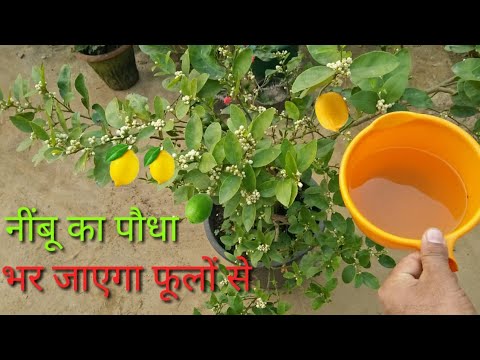 वीडियो: कैलिस्टेमॉन (25 तस्वीरें): नींबू, छड़ के आकार और अन्य प्रजातियां। फूल का विवरण। खुले मैदान में बीज बोना। घर की देखभाल