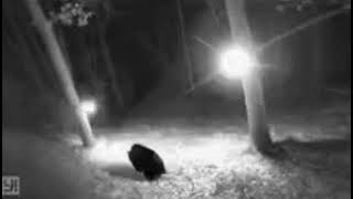 Bear With Me Jacks Back