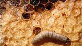 Petek Ballari Mum Güvesi̇nden Korumak İçi̇n Resimi