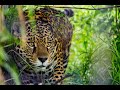 Episode 157: The Jaguar’s Path – Rewilding a Continental Corridor with Sebastian Di Martino