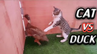 Cat Vs Duck | Cat Playing with Scary Duck | Animals Ubs by Animals UBS 126 views 2 years ago 1 minute, 10 seconds